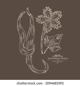 Background with trichosanthes japonica: leaves, flower, plan and trichosanthes japonica root. Trichosanthes kirilowii. Cosmetic, perfumery and medical plant. Vector hand drawn illustration.