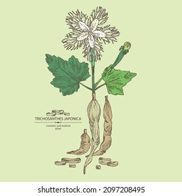 Background with trichosanthes japonica: leaves, flower, plan and trichosanthes japonica root. Trichosanthes kirilowii. Cosmetic, perfumery and medical plant. Vector hand drawn illustration.