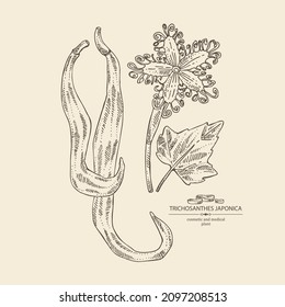 Background with trichosanthes japonica: leaves, flower, plan and trichosanthes japonica root. Trichosanthes kirilowii. Cosmetic, perfumery and medical plant. Vector hand drawn illustration.