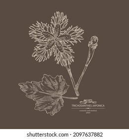 Background with trichosanthes japonica: leaves, flower, plan and trichosanthes japonica root. Trichosanthes kirilowii. Cosmetic, perfumery and medical plant. Vector hand drawn illustration.