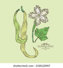 Background with trichosanthes japonica: leaves, flower, plan and trichosanthes japonica root. Trichosanthes kirilowii. Cosmetic, perfumery and medical plant. Vector hand drawn illustration.