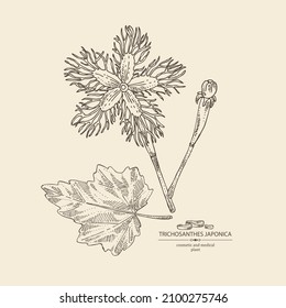 Background with trichosanthes japonica: leaves, flower, plan and trichosanthes japonica root. Trichosanthes kirilowii. Cosmetic, perfumery and medical plant. Vector hand drawn illustration.