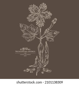 Background with trichosanthes japonica: leaves, flower, plan and trichosanthes japonica root. Trichosanthes kirilowii. Cosmetic, perfumery and medical plant. Vector hand drawn illustration.