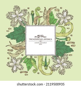 Background with trichosanthes japonica: leaves, flower, plan and trichosanthes japonica root. Trichosanthes kirilowii. Cosmetic, perfumery and medical plant. Vector hand drawn illustration.