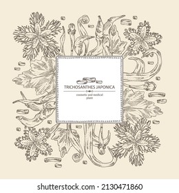 Background with trichosanthes japonica: leaves, flower, plan and trichosanthes japonica root. Trichosanthes kirilowii. Cosmetic, perfumery and medical plant. Vector hand drawn illustration.