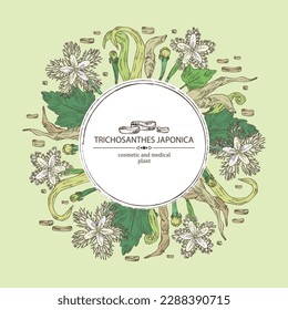 Background with trichosanthes japonica: leaves, flower, plan and trichosanthes japonica root. Trichosanthes kirilowii. Cosmetic, perfumery and medical plant. Vector hand drawn illustration.