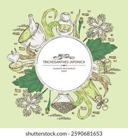 Background with trichosanthes japonica: leaves, flower, plan and trichosanthes japonica root. Trichosanthes kirilowii. Oil, soap and bath salt. Cosmetics and medical plant. Vector hand