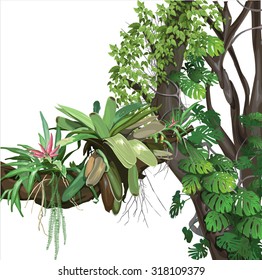 background, tropical, plant, ecology