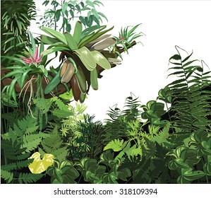 background, tropical, plant, ecology