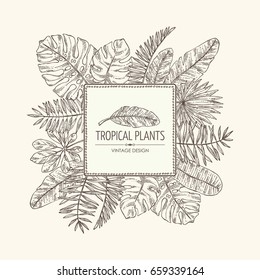 Background with tropical plant and  tropical leaves. Vector hand drawn illustration