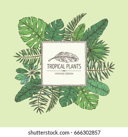 Background with tropical plant and  tropical leaves. Vector hand drawn illustration.