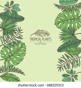 Background with tropical plant and  tropical leaves. Vector set hand drawn illustration.