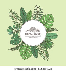 Background with tropical plant and  tropical leaves. Vector set hand drawn illustration.