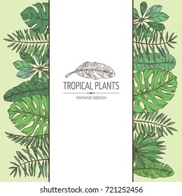 Background with tropical plant and tropical leaves. Vector hand drawn illustration.