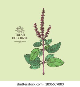 Background with tulasi: holy basil plant and tulasi leaves. Sacred plant. Cosmetic and medical plant. Vector hand drawn illustration