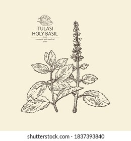 Background with tulasi: holy basil plant and tulasi leaves. Sacred plant. Cosmetic and medical plant. Vector hand drawn illustration