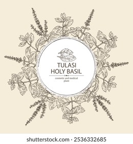 Plano de fundo com tulasi: planta de manjericão sagrado e folhas de tulasi. Planta sagrada. Planta cosmética e médica. Ilustração desenhada à mão vetorial