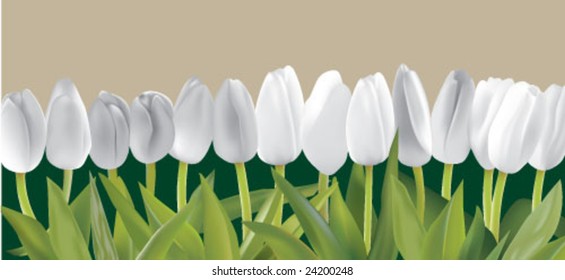 background tulips