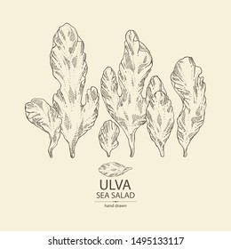 Background with ulva: sea salad seaweed, ulva leaves. Green algae. Edible seaweed. Vector hand drawn illustration