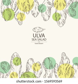 Background with ulva: sea salad seaweed, ulva leaves. Green algae. Edible seaweed. Vector hand drawn illustration