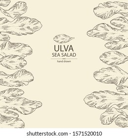 Background with ulva: sea salad seaweed, ulva leaves. Green algae. Edible seaweed. Vector hand drawn illustration