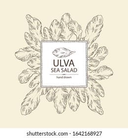 Background with ulva: sea salad seaweed, ulva leaves. Green algae. Edible seaweed. Vector hand drawn illustration
