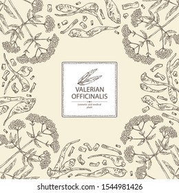 Background  with valerian officinalis: valeriana flower and roott. Cosmetic and medical plant. Vector hand drawn illustration.