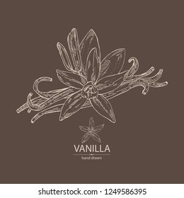 Background with vanilla: flower and vanilla pod . Vector hand drawn illustration