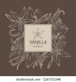 Background with vanilla: flower and vanilla pod . Vector hand drawn illustration 