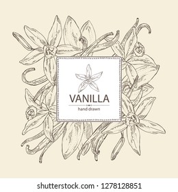 Background with vanilla: flower and vanilla pod . Vector hand drawn illustration