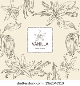 Background with vanilla: flower and vanilla pod . Vector hand drawn illustration 
