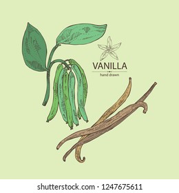 Background with vanilla: plant and vanilla pod . Vector hand drawn illustration