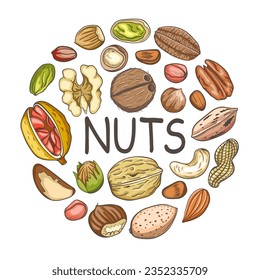 Background with various nuts. Banner with almond, walnut, hazelnut and chestnut. Hand drawn illustration