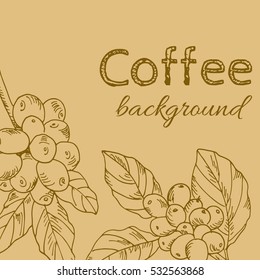 background vector branch with leaves and berries coffee, hand-drawn