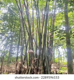 background vector illustration of bamboo trees in the forest