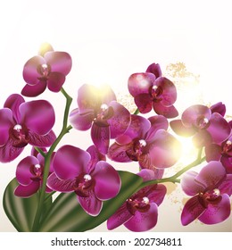 Background with vector orchid flowers