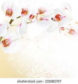 Background with vector orchid flowers