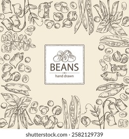 Background with vegetables: soybean plant, lentil, chickpea beans and mung beans. Vector hand drawn illustration.