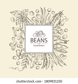 Background with vegetables: soybean plant, peas pod, lettil beans and pod, french green beans. Vector hand drawn illustration.