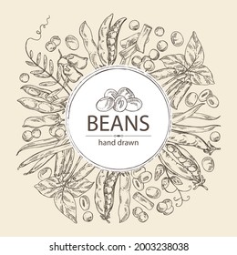 Antecedentes con verduras: planta de soja, vaina de arveja, frijol de lettil y vaina, frijol verde francés. Ilustración dibujada a mano por vectores.
