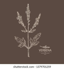 Background with verbena: verbena flowering branch and leaves. Cosmetic and medical plant. Vector hand drawn illustration