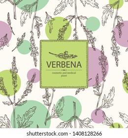 Background with verbena: verbena flowering branch and leaves. Cosmetic and medical plant. Vector hand drawn illustration