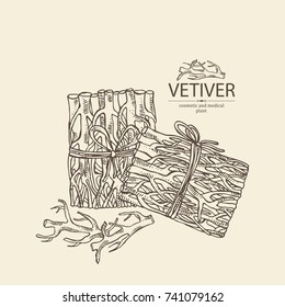 Background with vetiver: root of vetiver. Perfumery and cosmetics  plant. Vector hand drawn illustration