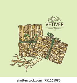 Background with vetiver: root of vetiver. Perfumery and cosmetics plant. Vector hand drawn illustration.