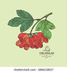 Background with viburnum: viburnum branch with leaves and viburnum berries. Cosmetics and medical plant. Vector hand drawn illustration. 
