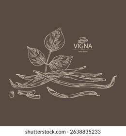 Background with vigna green beans: plant, pod and seed of green beans. Vector hand drawn illustration