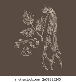 Background with vigna green beans: plant, pod and seed of green beans. Vector hand drawn illustration