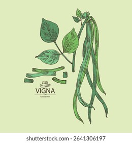 Background with vigna green beans: plant, pod and seed of green beans. Vector hand drawn illustration