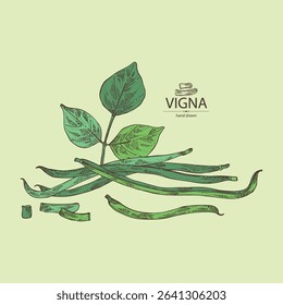 Background with vigna green beans: plant, pod and seed of green beans. Vector hand drawn illustration