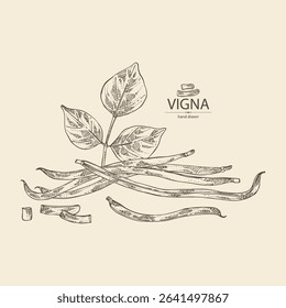 Background with vigna green beans: plant, pod and seed of green beans. Vector hand drawn illustration